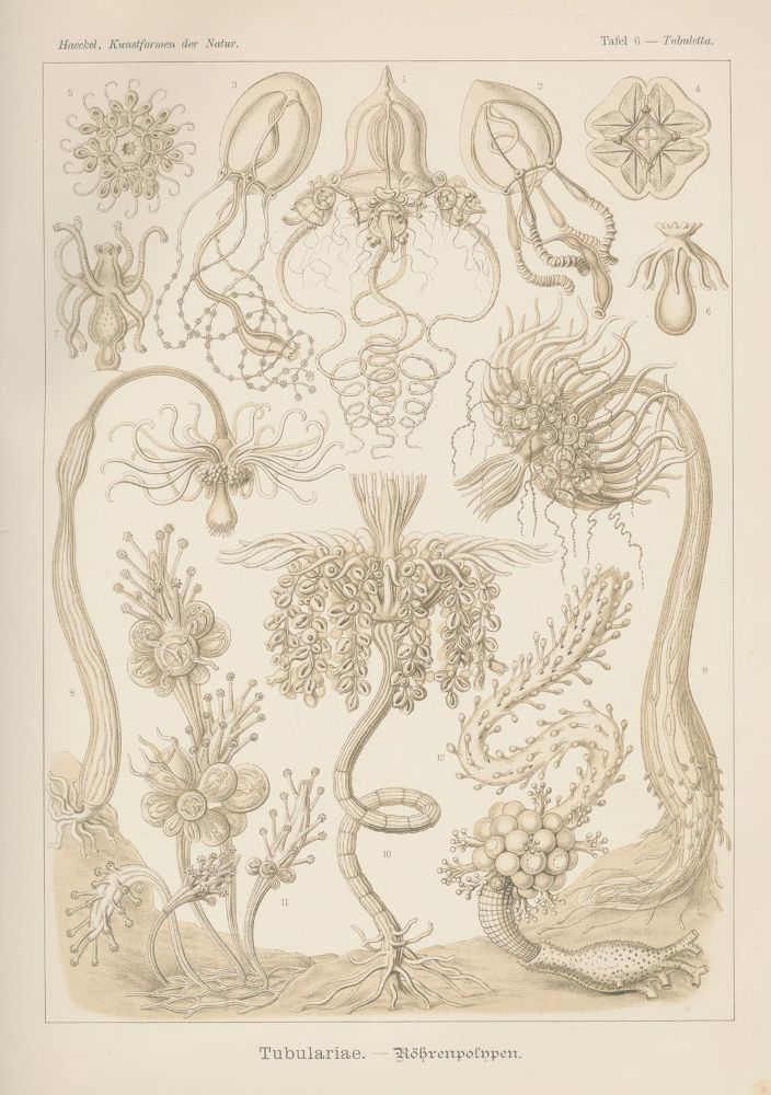 Große Abbildung Nr.3: 125-1701 Haeckel,E.: (Verschiedene Gebiete - Varia)