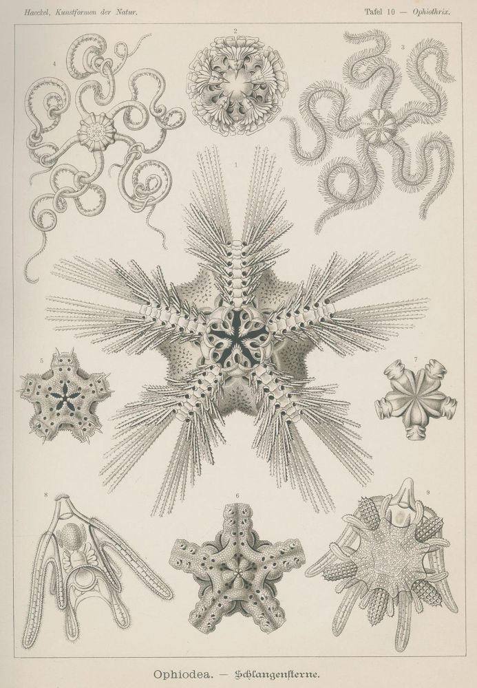 Große Abbildung Nr.4: 125-1701 Haeckel,E.: (Verschiedene Gebiete - Varia)