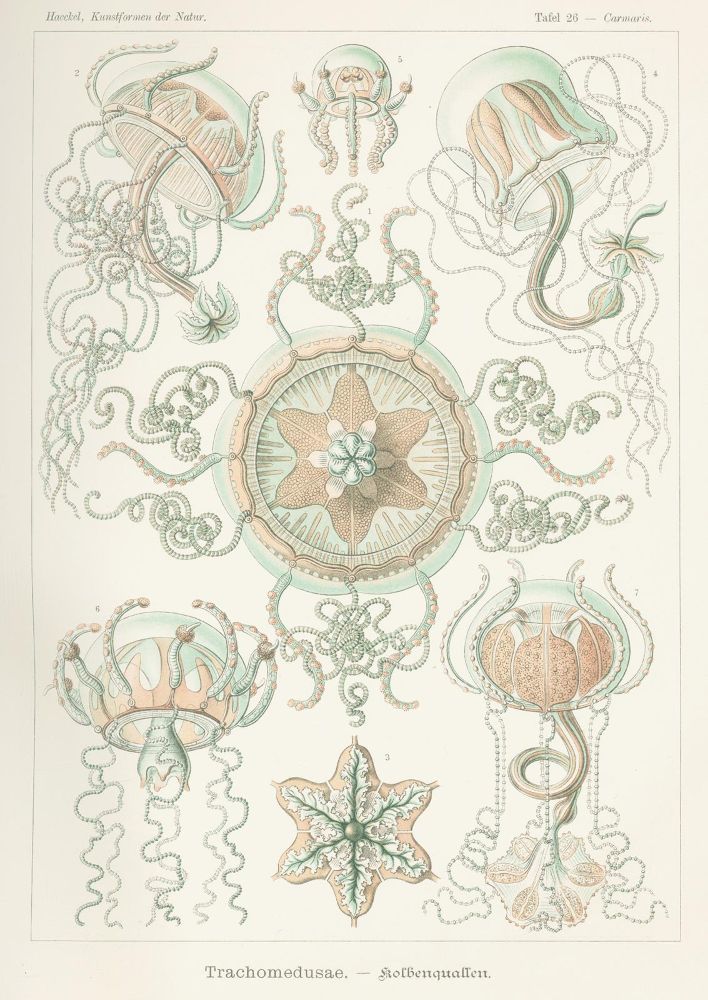 Große Abbildung Nr.5: 125-1701 Haeckel,E.: (Verschiedene Gebiete - Varia)