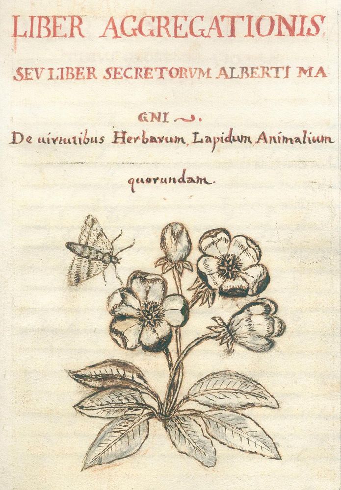 Große Abbildung Nr.2: 125-203 Albertus Magnus.: (Handschriften)
