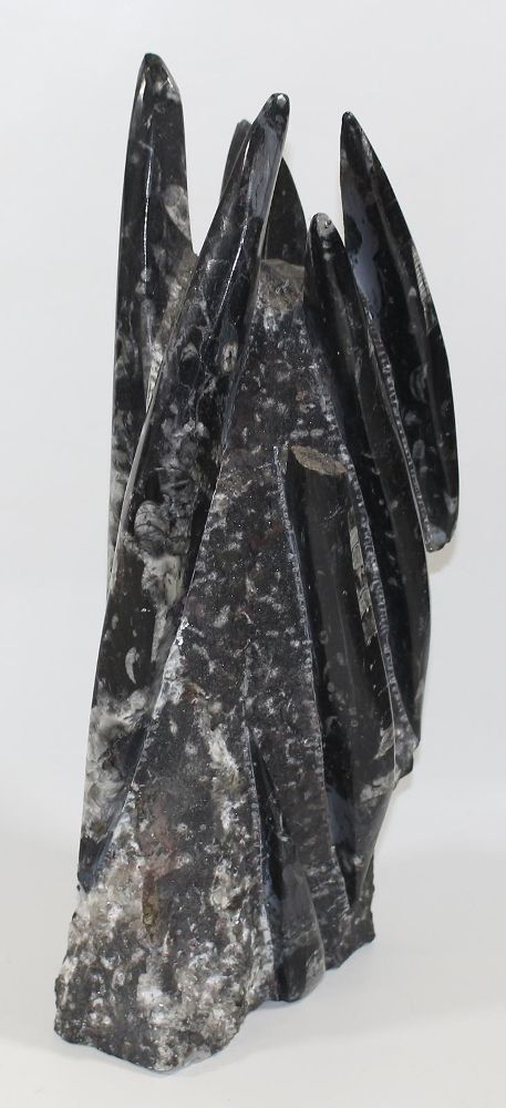 Große Abbildung Nr.2: 125-2227 Orthoceras Fossilienturm.: (Varia)