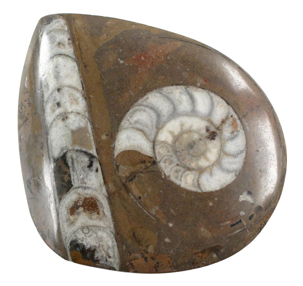 Große Abbildung Nr.1: 125-2258 Fossilien.: (Varia, Versteinerungen)
