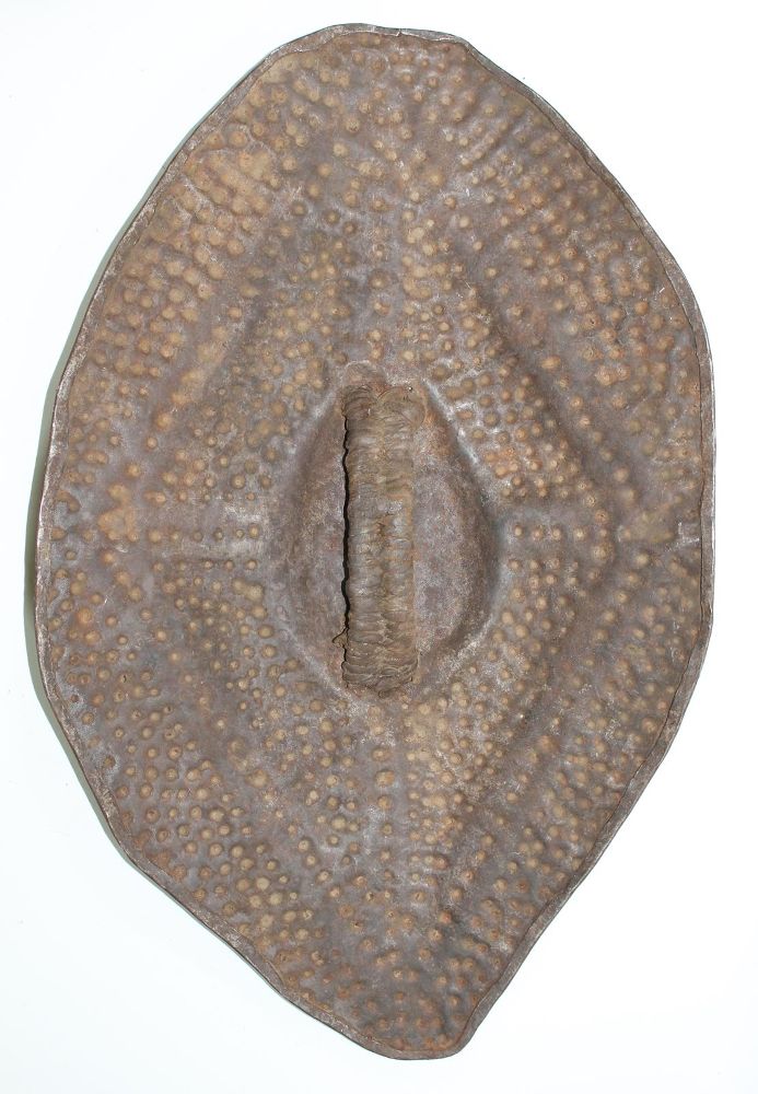 Große Abbildung Nr.2: 125-2517 Eisenschild der Fali: (Afrika, Sammlung Wolfgang Nerlich, Schilde)