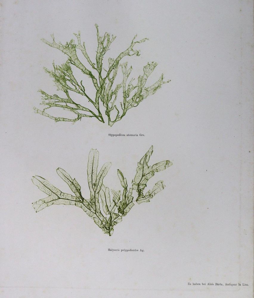 Große Abbildung Nr.1: 125-2996 Naturselbstdrucke.: (Varia, Botanik, Algen)