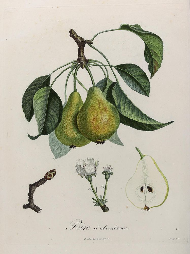 Große Abbildung Nr.4: 125-2999 Obst- und Nussdarstellungen.: (Varia, Botanik)