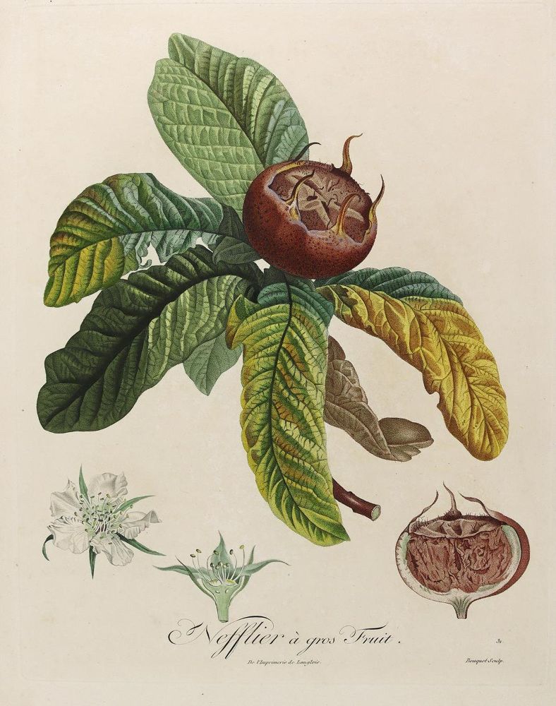 Große Abbildung Nr.5: 125-2999 Obst- und Nussdarstellungen.: (Varia, Botanik)
