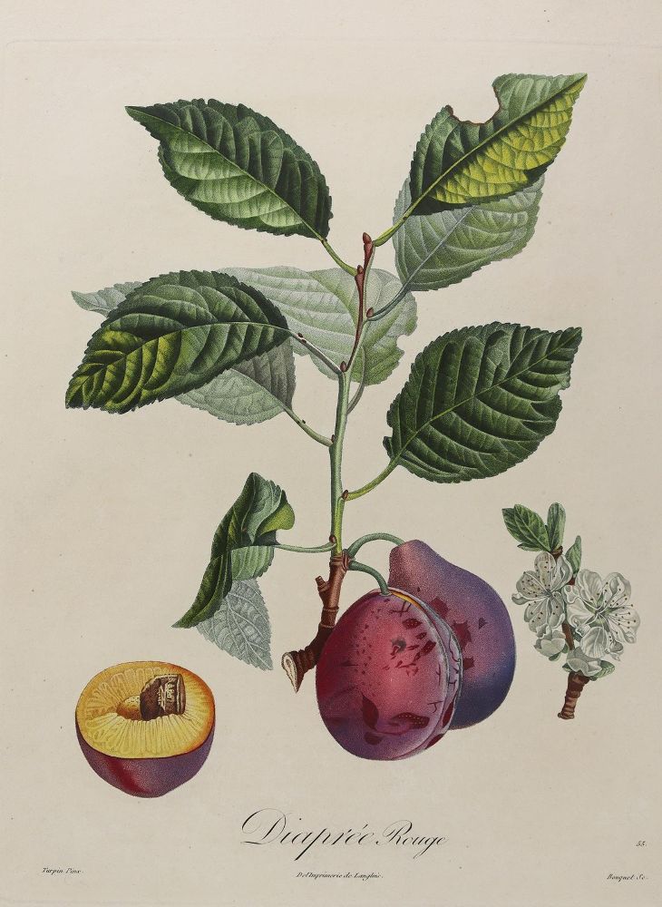 Große Abbildung Nr.6: 125-2999 Obst- und Nussdarstellungen.: (Varia, Botanik)