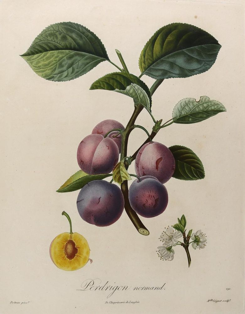 Große Abbildung Nr.8: 125-2999 Obst- und Nussdarstellungen.: (Varia, Botanik)