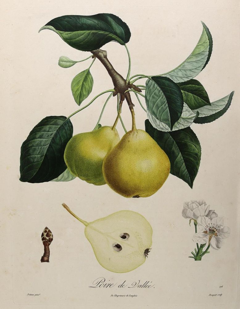 Große Abbildung Nr.9: 125-2999 Obst- und Nussdarstellungen.: (Varia, Botanik)