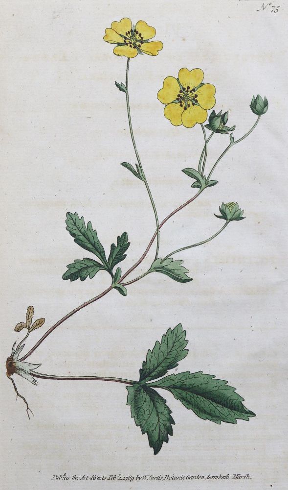 Große Abbildung Nr.1: 125-3002 Sammlung: (Varia, Botanik)