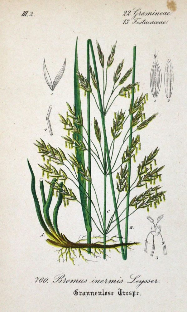 Große Abbildung Nr.2: 125-3003 Sammlung: (Varia, Botanik)