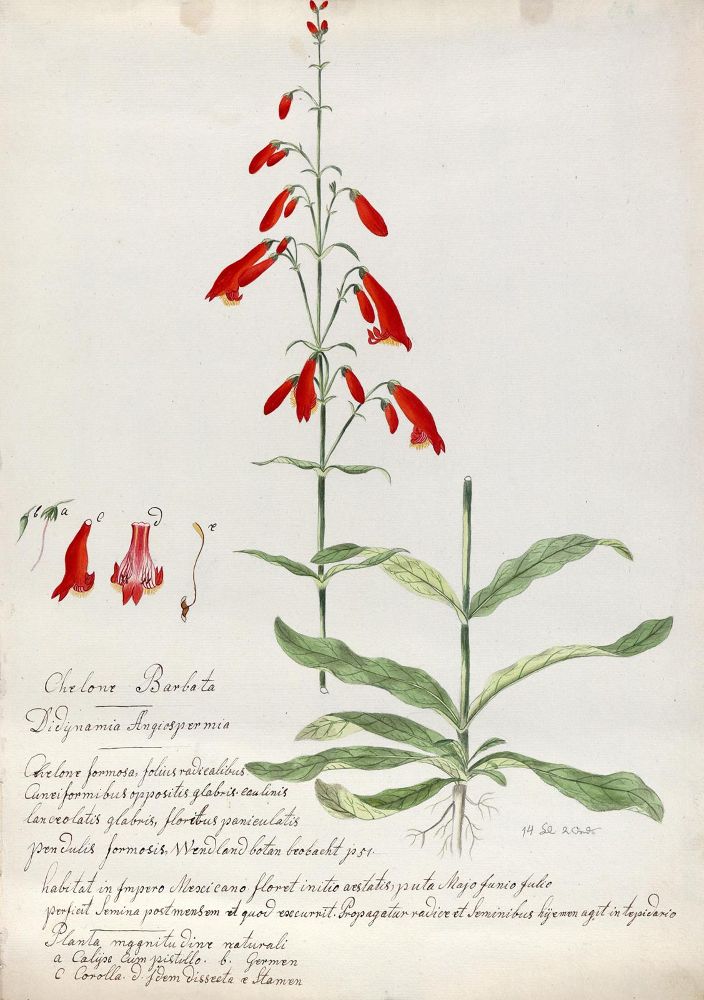 Große Abbildung Nr.1: 125-3004 Schlangenkopf, Schildblume.: (Varia, Botanik)