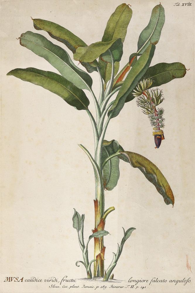 Große Abbildung Nr.1: 125-3005 Bananenstaude.: (Varia, Botanik, Trew)