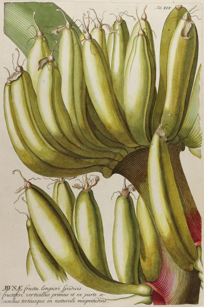 Große Abbildung Nr.1: 125-3007 Bananenstaude.: (Varia, Botanik, Trew)