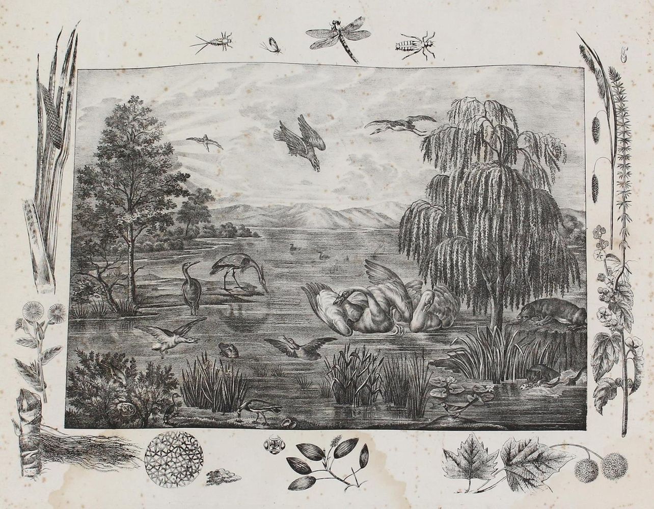 Große Abbildung Nr.3: 125-3142 Anschauungsbilder.: (Varia, Zoologie)