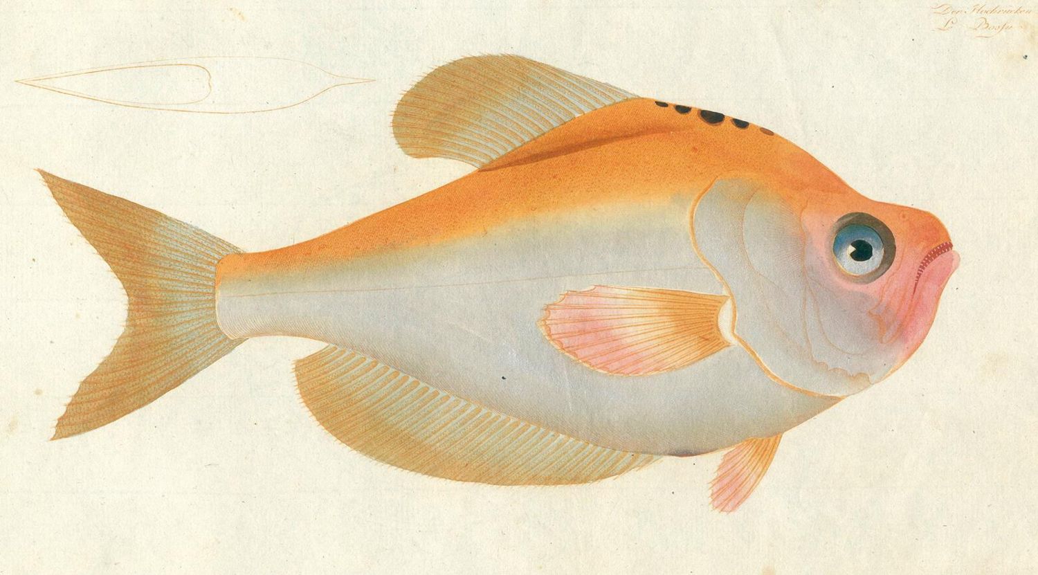 Große Abbildung Nr.2: 125-3143 Bloch, Marcus Elieser: (Varia, Zoologie, Fische)