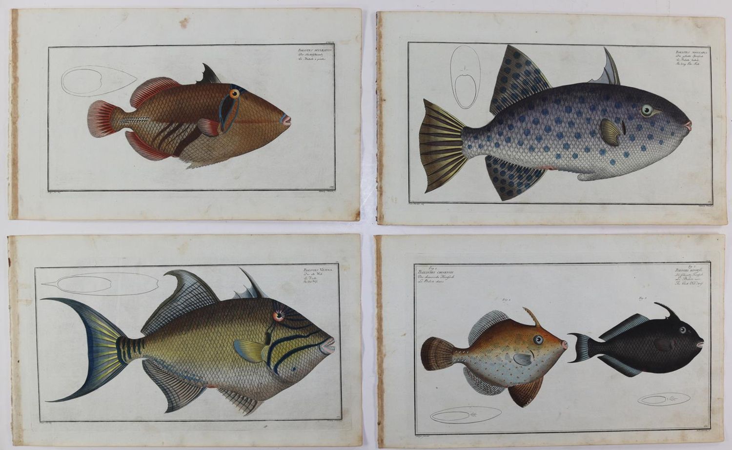 Große Abbildung Nr.21: 125-3143 Bloch, Marcus Elieser: (Varia, Zoologie, Fische)
