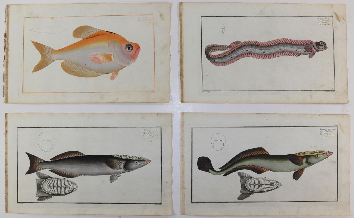 Große Abbildung Nr.211: 125-3143 Bloch, Marcus Elieser: (Varia, Zoologie, Fische)