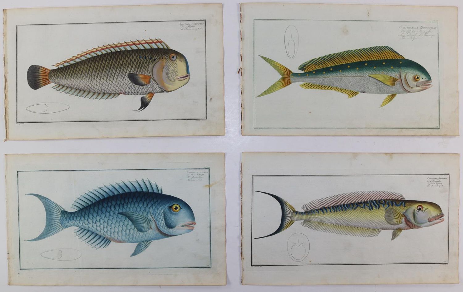 Große Abbildung Nr.213: 125-3143 Bloch, Marcus Elieser: (Varia, Zoologie, Fische)