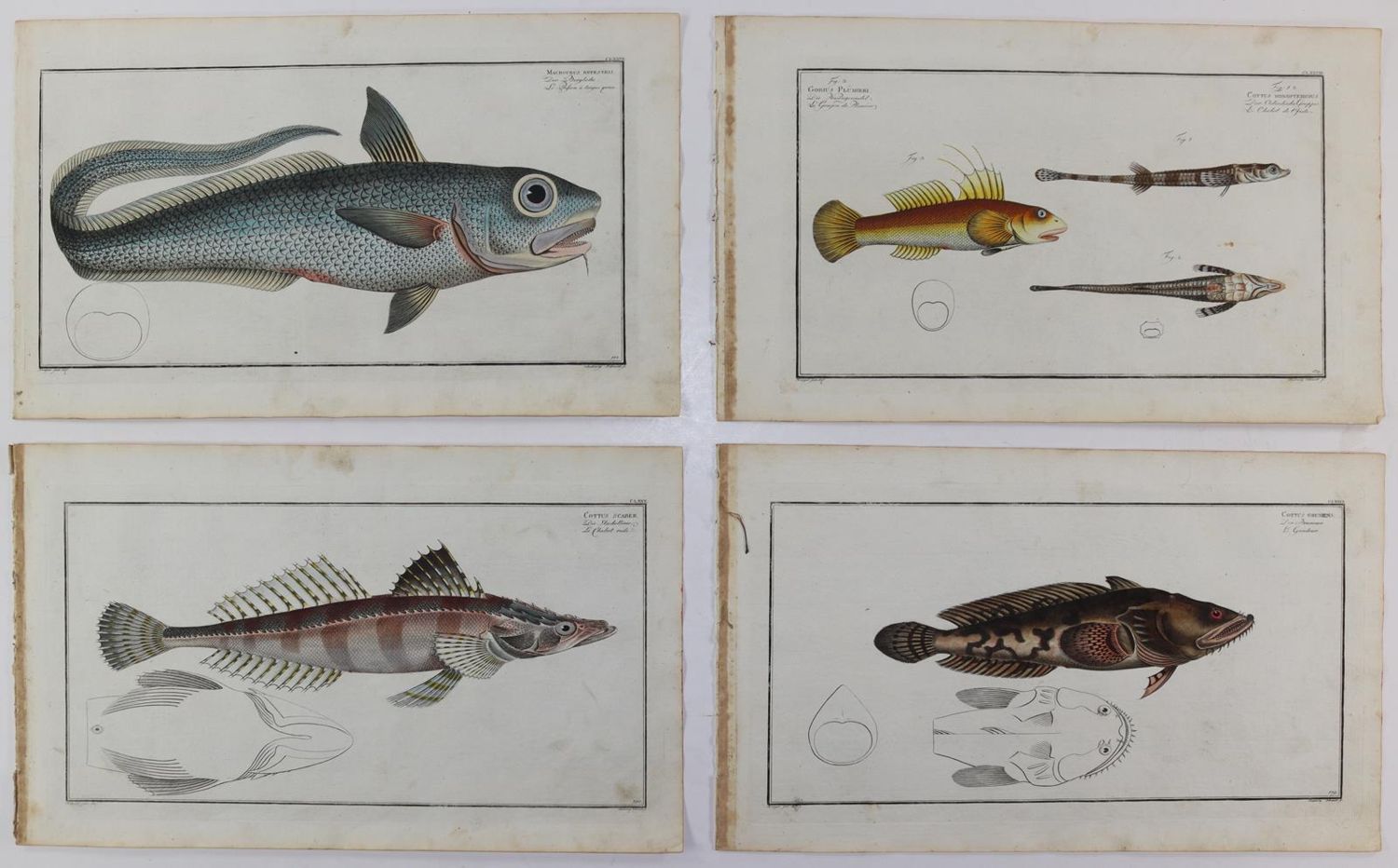 Große Abbildung Nr.215: 125-3143 Bloch, Marcus Elieser: (Varia, Zoologie, Fische)