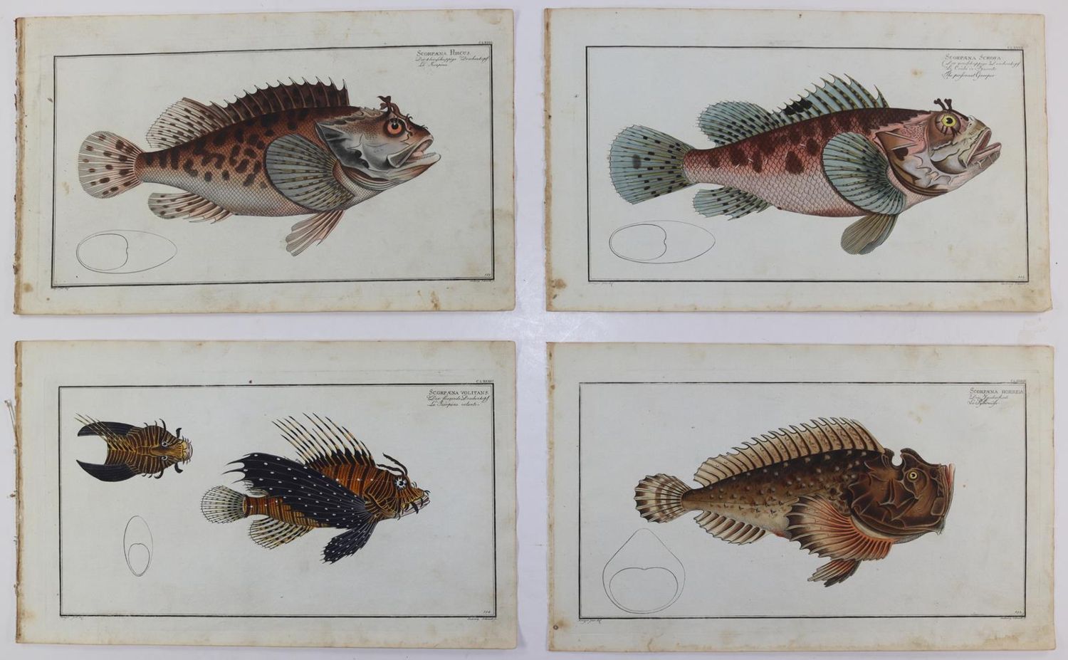 Große Abbildung Nr.217: 125-3143 Bloch, Marcus Elieser: (Varia, Zoologie, Fische)