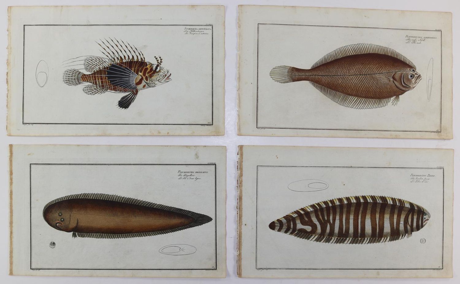 Große Abbildung Nr.219: 125-3143 Bloch, Marcus Elieser: (Varia, Zoologie, Fische)