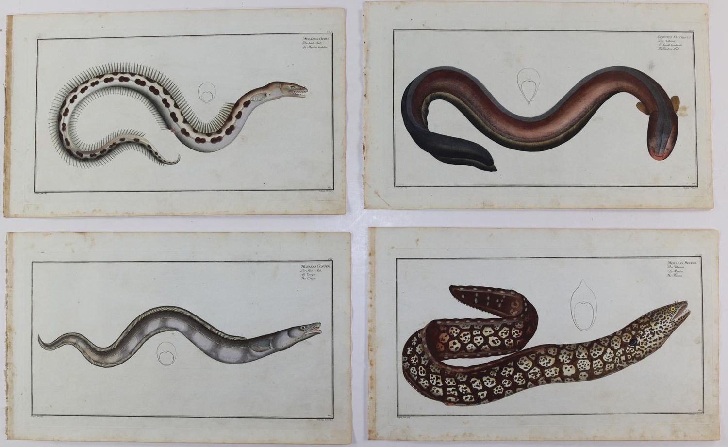 Große Abbildung Nr.23: 125-3143 Bloch, Marcus Elieser: (Varia, Zoologie, Fische)