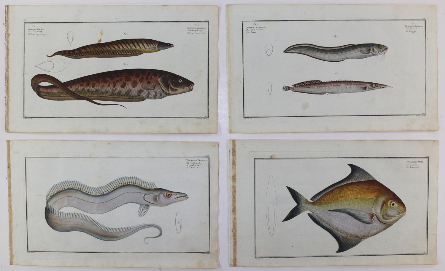 Große Abbildung Nr.25: 125-3143 Bloch, Marcus Elieser: (Varia, Zoologie, Fische)