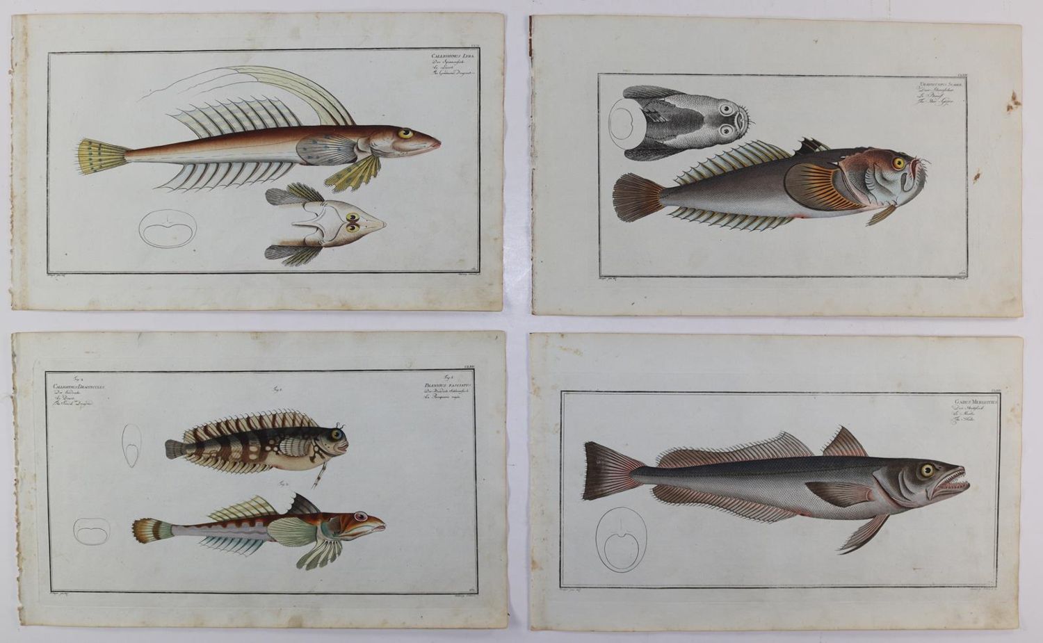 Große Abbildung Nr.27: 125-3143 Bloch, Marcus Elieser: (Varia, Zoologie, Fische)