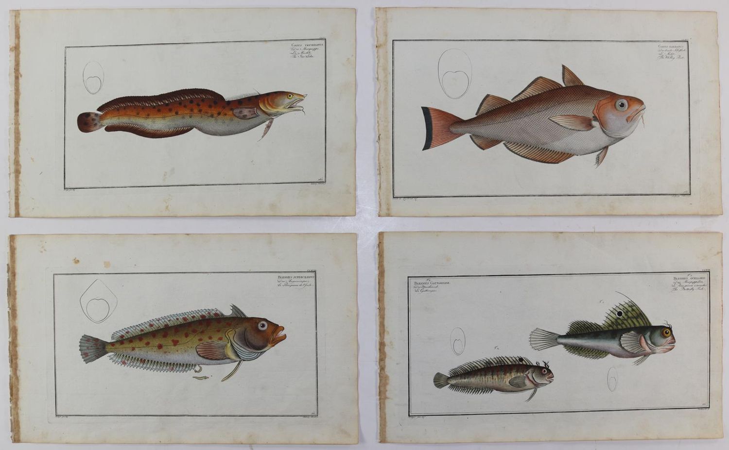 Große Abbildung Nr.29: 125-3143 Bloch, Marcus Elieser: (Varia, Zoologie, Fische)
