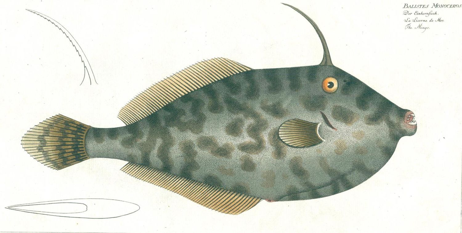 Große Abbildung Nr.3: 125-3144 Bloch, Marcus Elieser: (Varia, Zoologie, Fische)