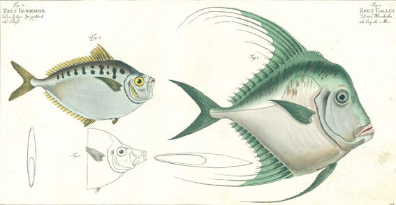 Große Abbildung Nr.1: 125-3145 Bloch, Marcus Elieser: (Varia, Zoologie, Fische)