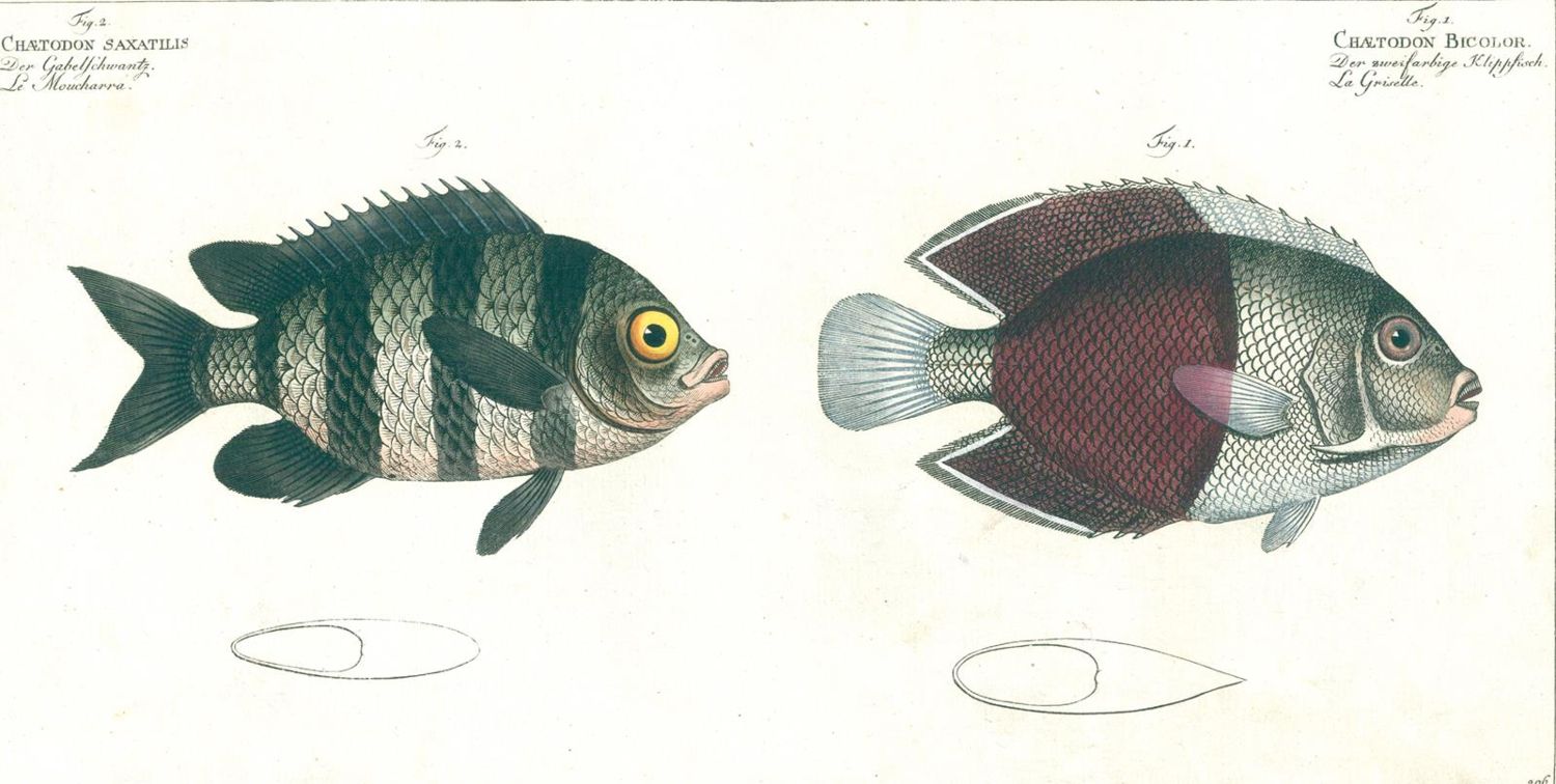 Große Abbildung Nr.2: 125-3145 Bloch, Marcus Elieser: (Varia, Zoologie, Fische)