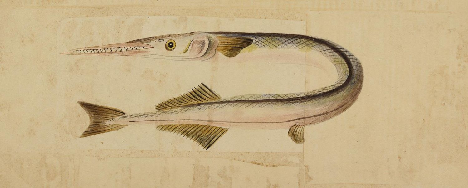 Große Abbildung Nr.1: 125-3146 Hornhecht,: (Varia, Zoologie, Fische)