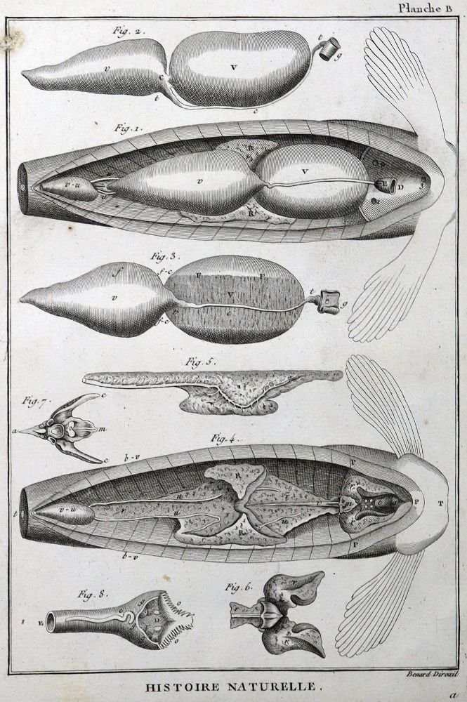 Große Abbildung Nr.1: 125-3147 Sammlung: (Varia, Zoologie)