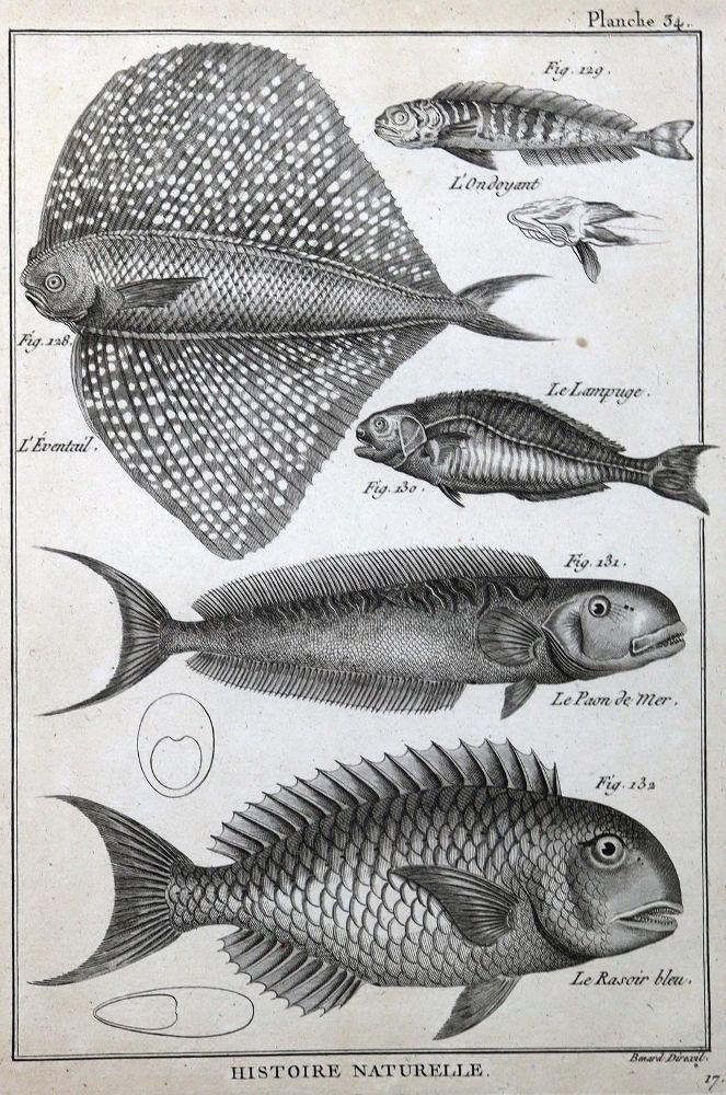 Große Abbildung Nr.2: 125-3147 Sammlung: (Varia, Zoologie)