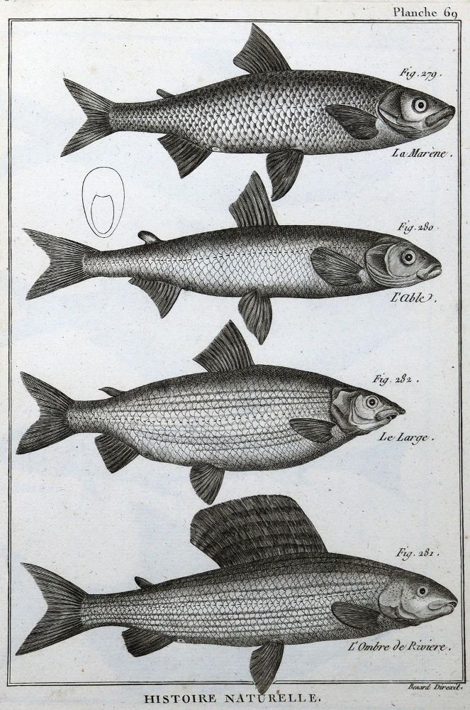 Große Abbildung Nr.3: 125-3147 Sammlung: (Varia, Zoologie)