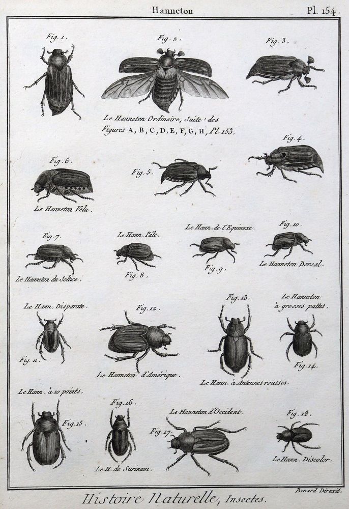 Große Abbildung Nr.5: 125-3147 Sammlung: (Varia, Zoologie)