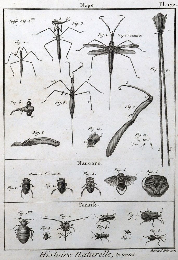 Große Abbildung Nr.6: 125-3147 Sammlung: (Varia, Zoologie)