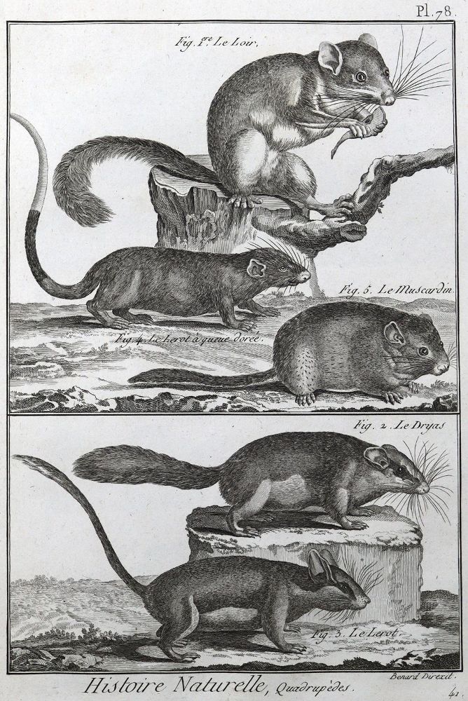 Große Abbildung Nr.7: 125-3147 Sammlung: (Varia, Zoologie)