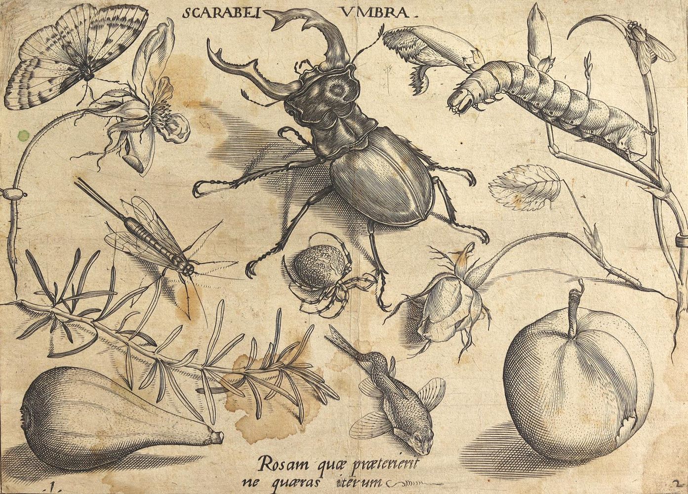 Große Abbildung Nr.1: 125-3148 Scarabäus.: (Varia, Zoologie)