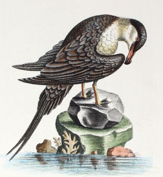 Große Abbildung Nr.1: 125-3149 Avis Arctica foemina: (Varia, Zoologie, Vögel)