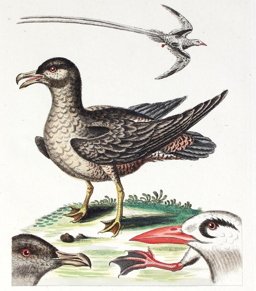 Große Abbildung Nr.2: 125-3149 Avis Arctica foemina: (Varia, Zoologie, Vögel)