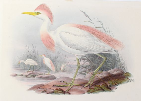 Große Abbildung Nr.1: 125-3150 Bublicus Russatus.: (Varia, Zoologie, Vögel)