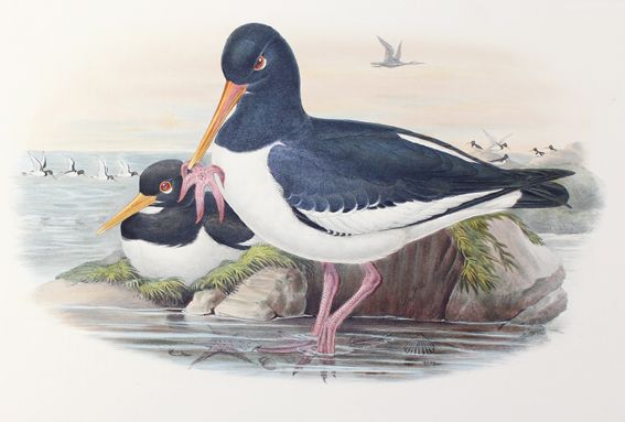 Große Abbildung Nr.1: 125-3151 Haematopus Ostralegus.: (Varia, Zoologie, Vögel)