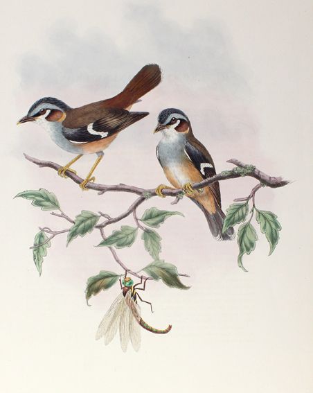 Große Abbildung Nr.1: 125-3153 Heteromyias Cinereifrons.: (Varia, Zoologie, Vögel)
