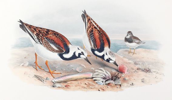 Große Abbildung Nr.1: 125-3156 Strepsilas Interpres.: (Varia, Zoologie, Vögel)