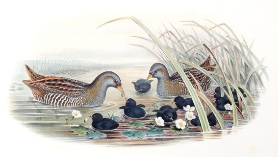 Große Abbildung Nr.1: 125-3157 Sumpfhuhn.: (Varia, Zoologie, Vögel)