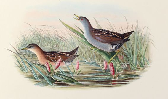 Große Abbildung Nr.1: 125-3158 Sumpfhuhn.: (Varia, Zoologie, Vögel)