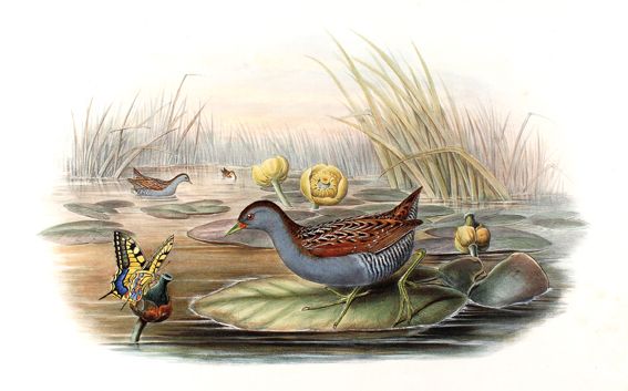 Große Abbildung Nr.1: 125-3159 Sumpfhuhn.: (Varia, Zoologie, Vögel)